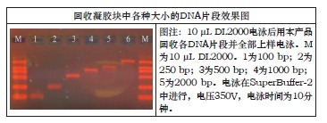 柱式DNA胶回收试剂盒