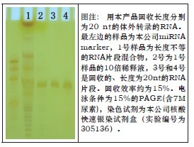 柱式miRNA PAGE胶回收试剂盒-Column PAGE