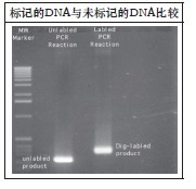 PCR法DNA探针标记试剂盒-PCR DNA Labelin