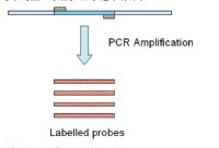 PCR法DNA探针标记试剂盒-PCR DNA Labelin