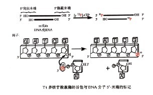 DNA 5’末端标记试剂盒-DNA 5’ End-Label