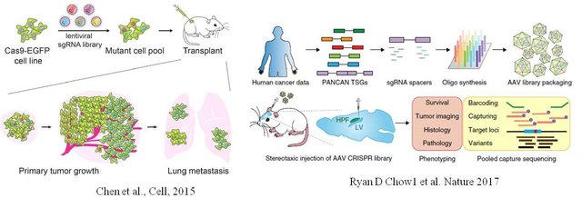 图2 无限增殖和转移