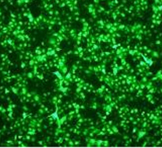 稳转细胞株筛选