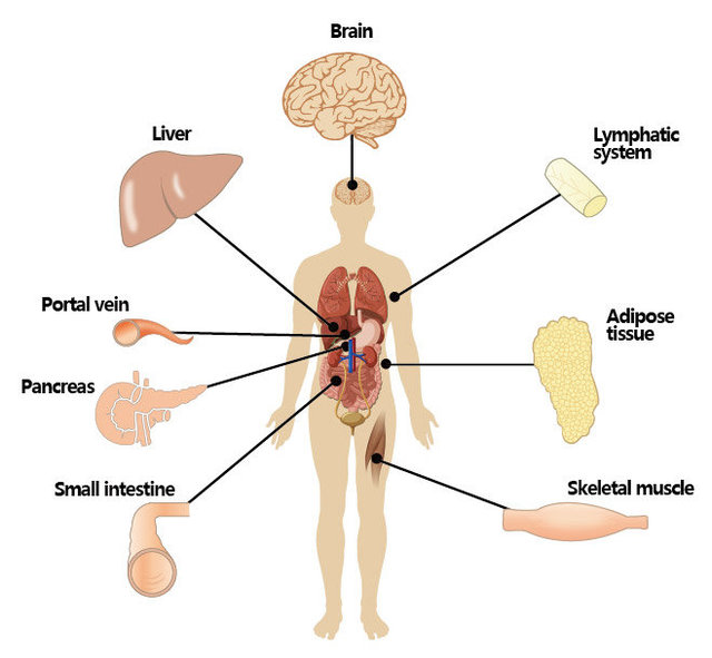 病毒在代谢研究中的应用
