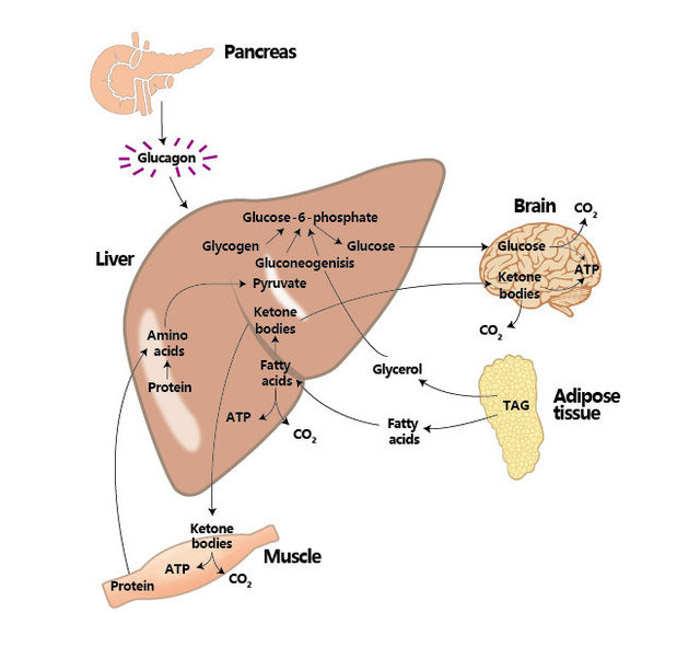 病毒在代谢研究中的应用