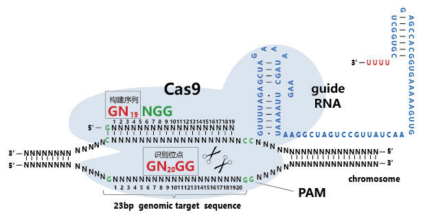 病毒在疾病研究中的应用