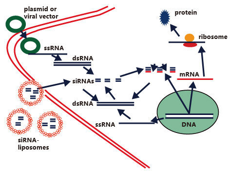 病毒在疾病研究中的应用
