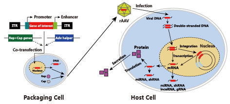 病毒在疾病研究中的应用