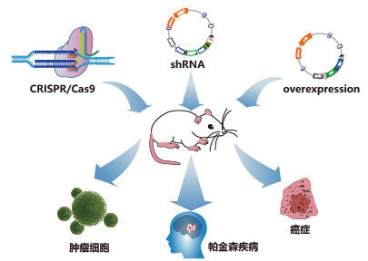 病毒在疾病研究中的应用