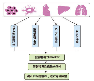 病毒在疾病研究中的应用