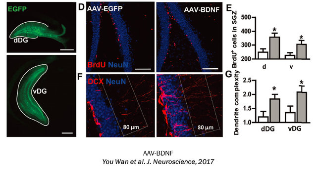 图6 Gain of function-AAV BDNF