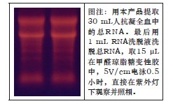 大提柱式血液RNAOUT-Maxi Column Blood
