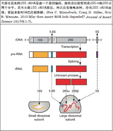 柱式昆虫RNAOUT-Column Insect RNAOU