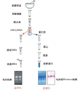 天净沙细胞蛋白质-RNA双提取试剂盒Protein & RN