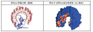 RNase抑制剂（人源）