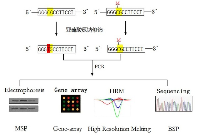 亚硫酸氢盐测序(BSP)