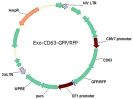 Exosome示踪慢病毒