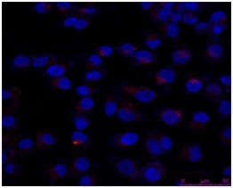 Exosome示踪慢病毒