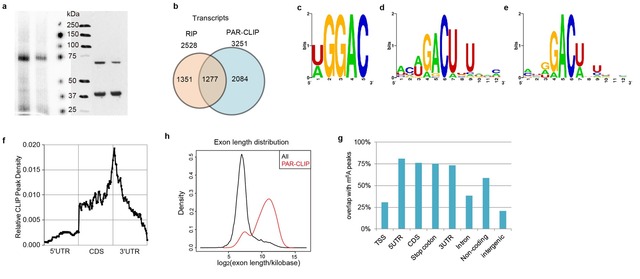 交联-免疫沉淀法(CLIP)