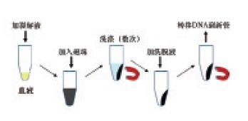 磁珠血液DNAOUT