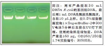 大提柱式细菌DNAOUT