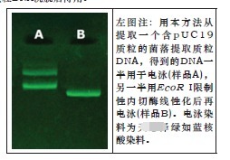 一步法单菌落质粒 DNAOUT-One-Step Singl
