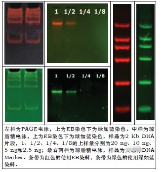绿如蓝核酸染料（UV型）-DNAGREEN(UV)