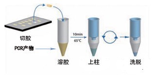 胶回收及PCR片段纯化两用试剂盒-DNABACK & PCR