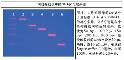 胶回收及PCR片段纯化两用试剂盒-DNABACK & PCR