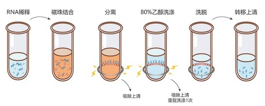 Hieff NGS RNA Cleaner RNA纯化磁珠