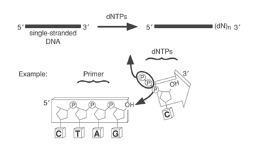 TdT加尾法DNA探针标记试剂盒-TdT-Tailing D