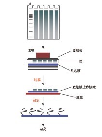 超快核酸转膜试剂盒