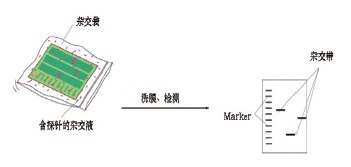 超级杂交液-SuperHyb Solution