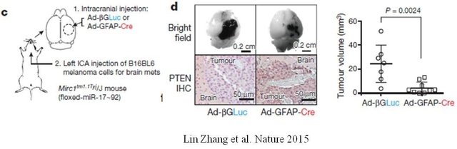 图6 基因过表达
