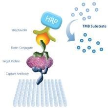 人纤维介素蛋白(fgl2)ELISA试剂盒