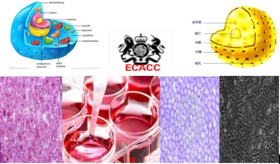 QSG-7701(QSG7701)；人正常肝细胞