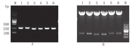 QQ图片20170910212751蛋白