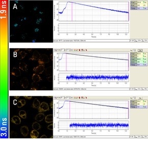 成像激光扫描共聚焦系统