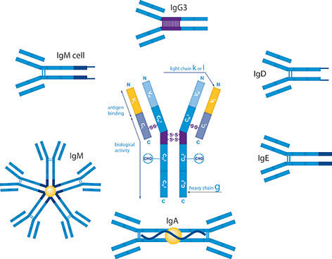 GRIN1 / NMDAR1 Antibody
