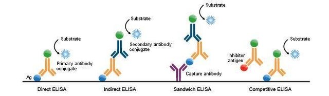 鸭环磷酸腺苷(cAMP)酶联免疫elisa分析试剂盒免费代测