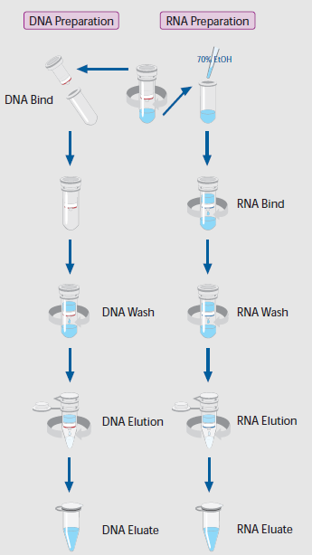 柱式法总DNA/RNA抽提纯化试剂盒（Allspin）