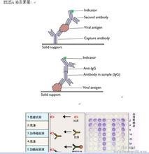 人组蛋白脱乙酰化酶2(HDAC2)ELISA试剂盒