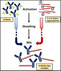 Thunder-Link® PLUS寡核苷酸偶联试剂盒