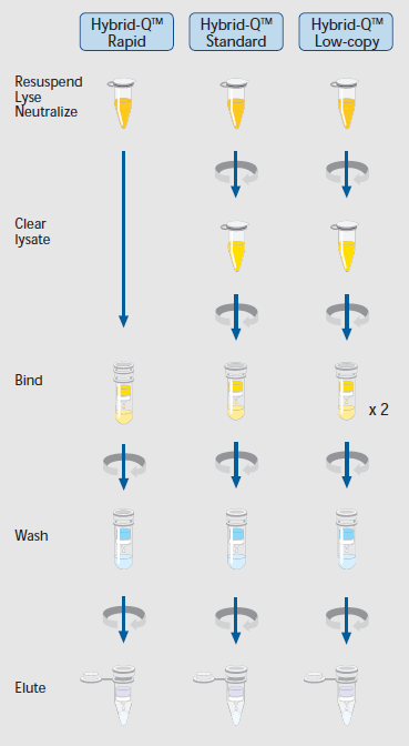 质粒DNA快速抽提纯化试剂盒（Hybrid-Q Plasmi