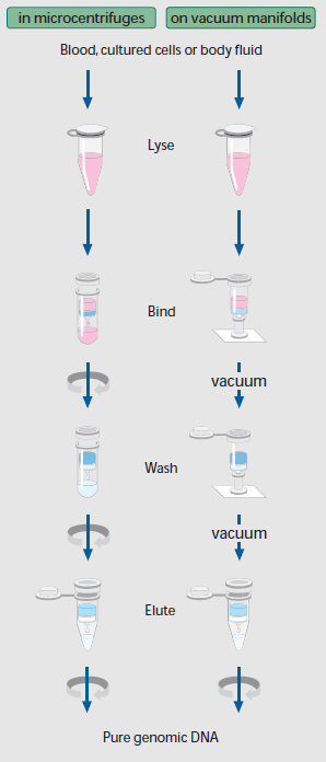 血液DNA抽提纯化试剂盒（Exgene Blood SV）