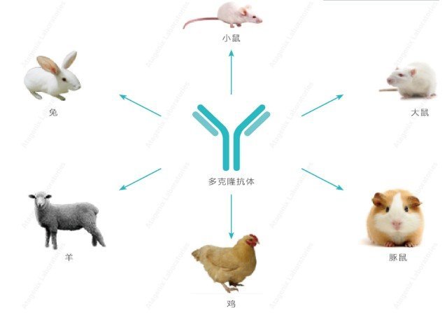 p38 MAPK (phospho Thr180/Tyr18