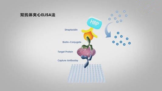 大鼠泌乳素(PRL)ELISA试剂盒现货说明书