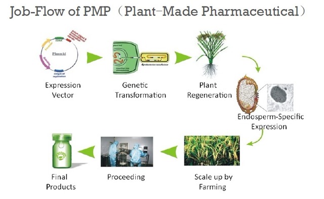 植物反应器技术平台--（重组蛋白质蛋白质和多肽表达服务；蛋白