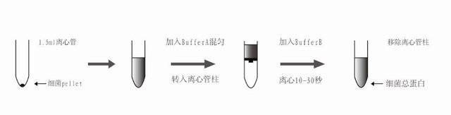 SB-004 Minute™ 总蛋白提取试剂盒（革兰氏阴性菌