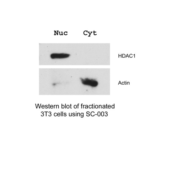 SC-003 Minute™ 细胞质和细胞核分离试剂盒(细胞